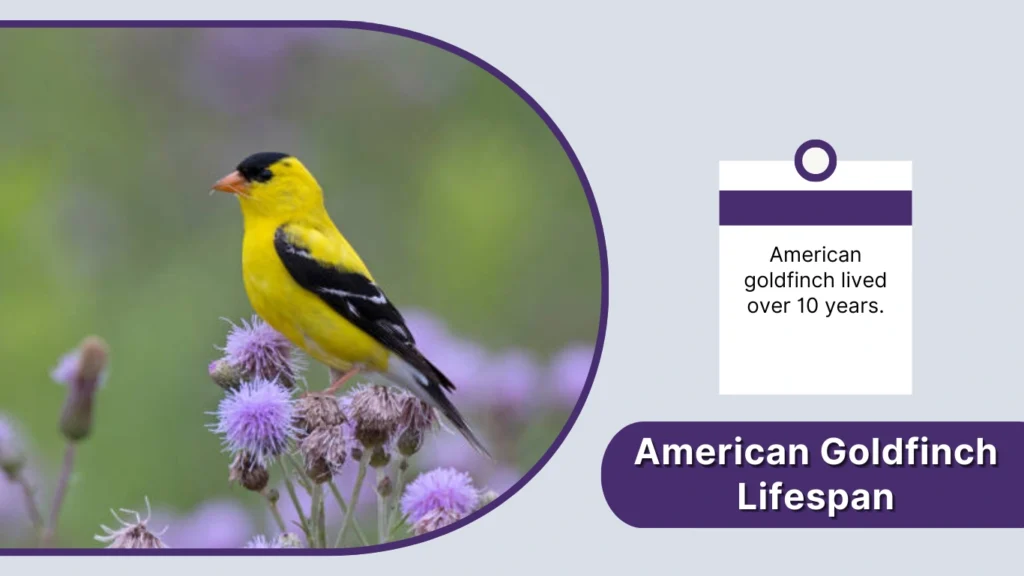 American Goldfinch Lifespan