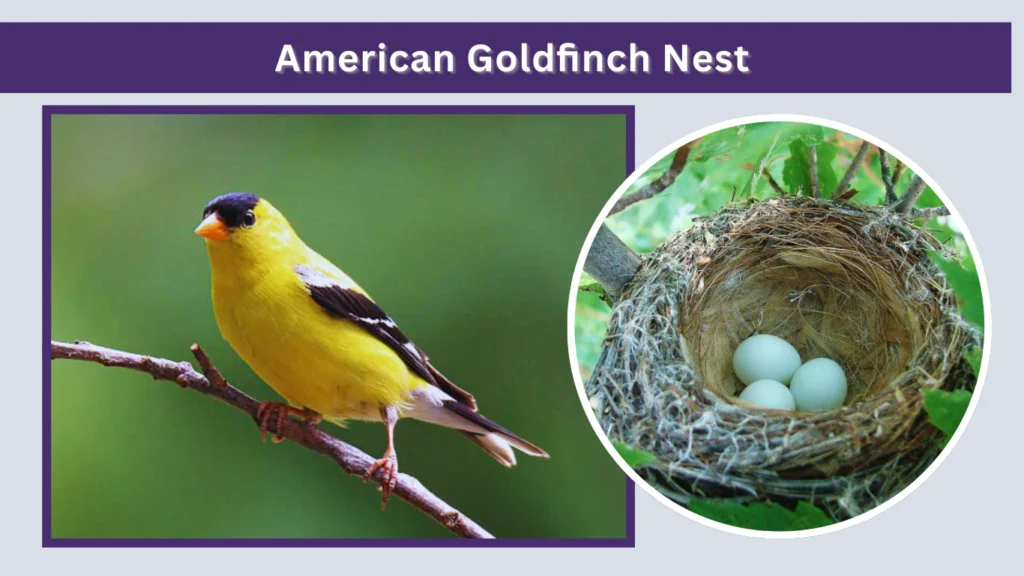 American Goldfinch Nest