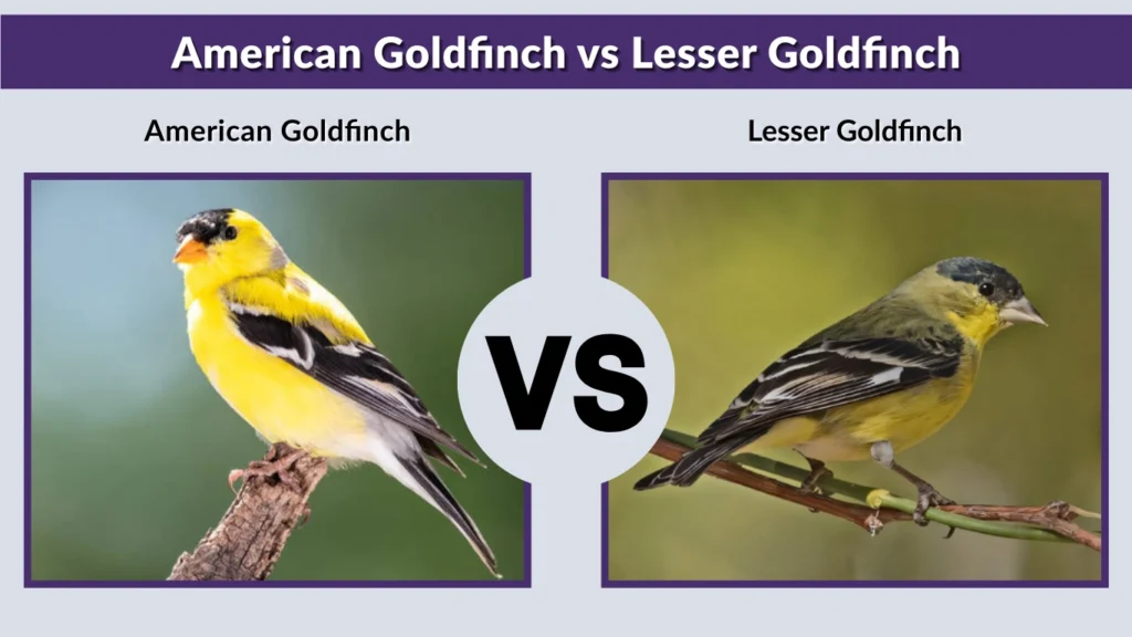 American Goldfinch vs Lesser Goldfinch