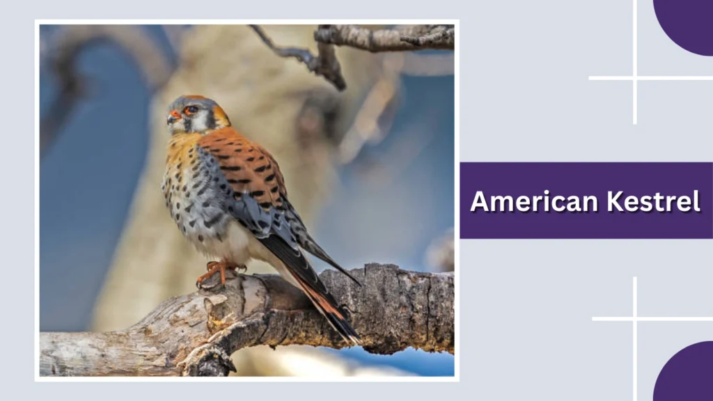 American Kestrel