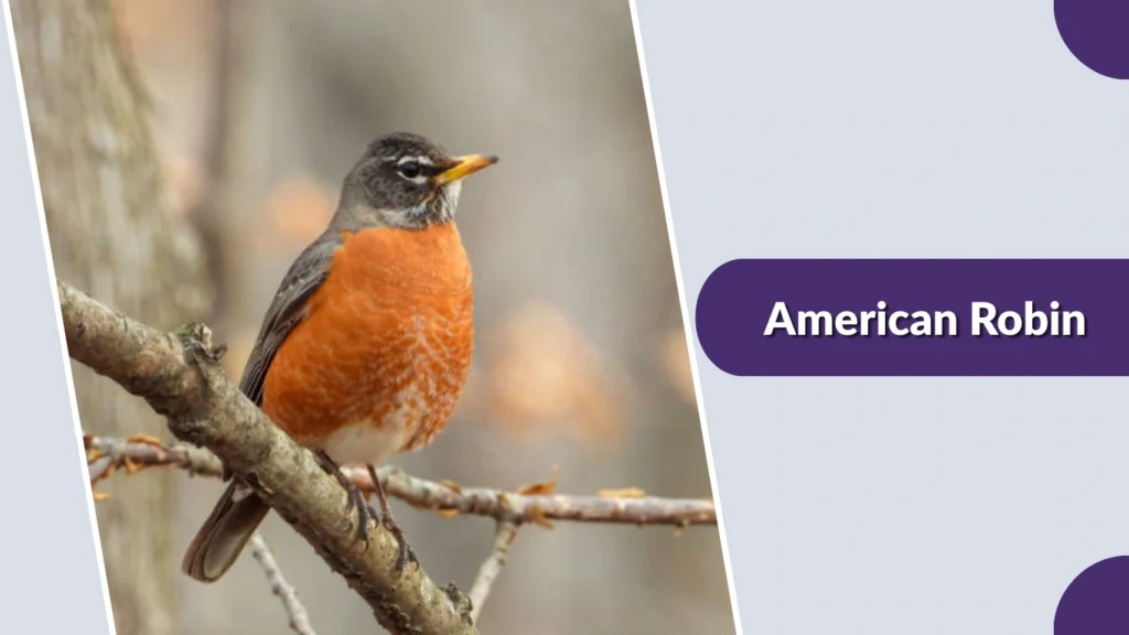American Robin