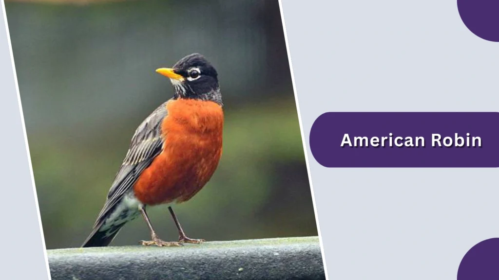 American Robin