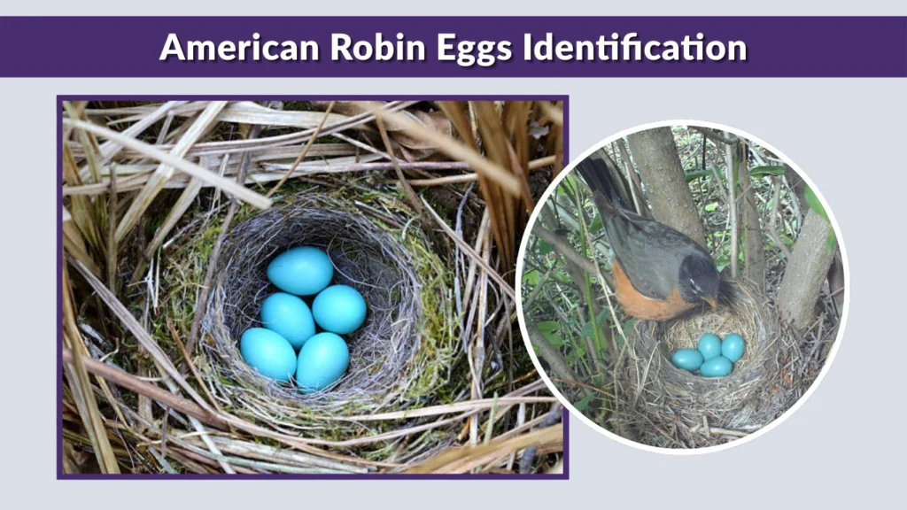 American Robin Eggs Identification