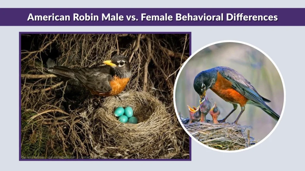 American Robin Male vs. Female Behavioral Differences