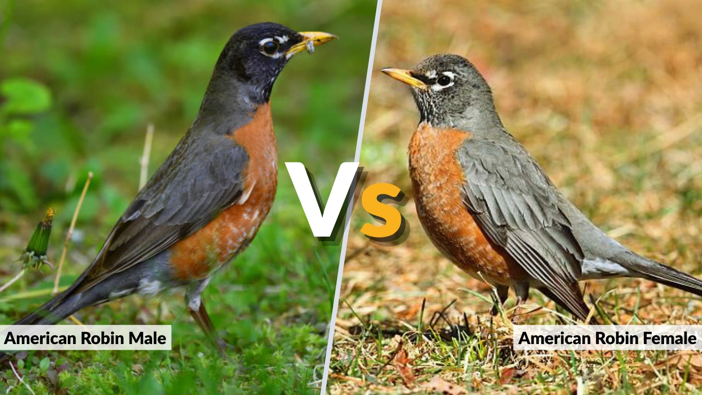American Robin Male vs. Female: Differences & Identification