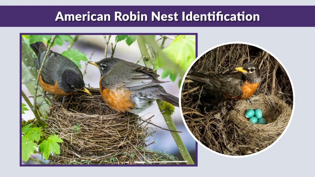 American Robin Nest Identification
