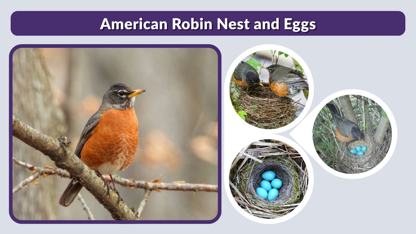 American Robin Nest and Eggs: Identification Guide