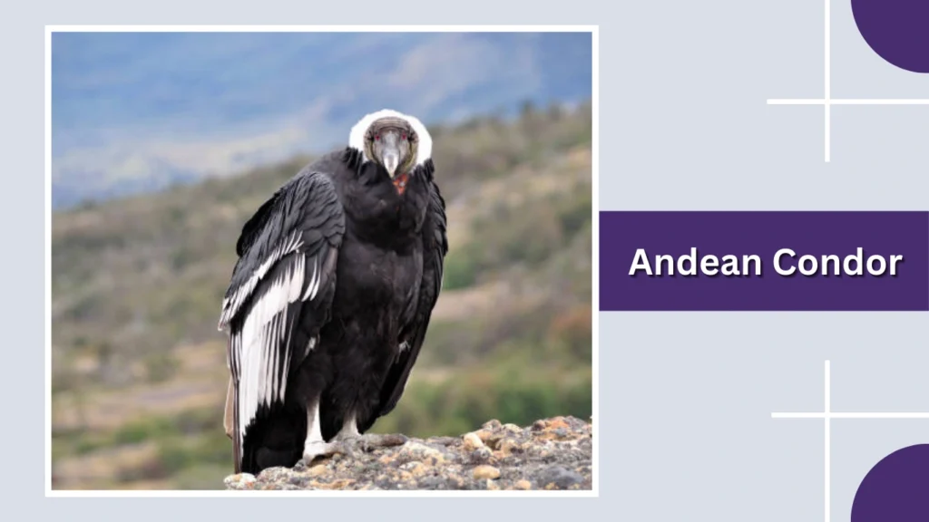 Andean Condor