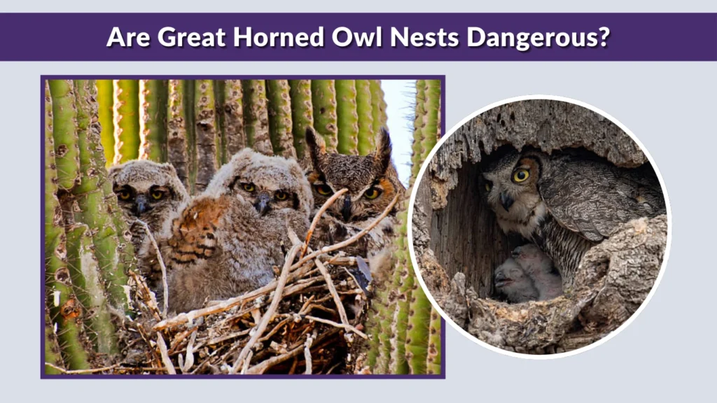 Are Great Horned Owl Nests Dangerous