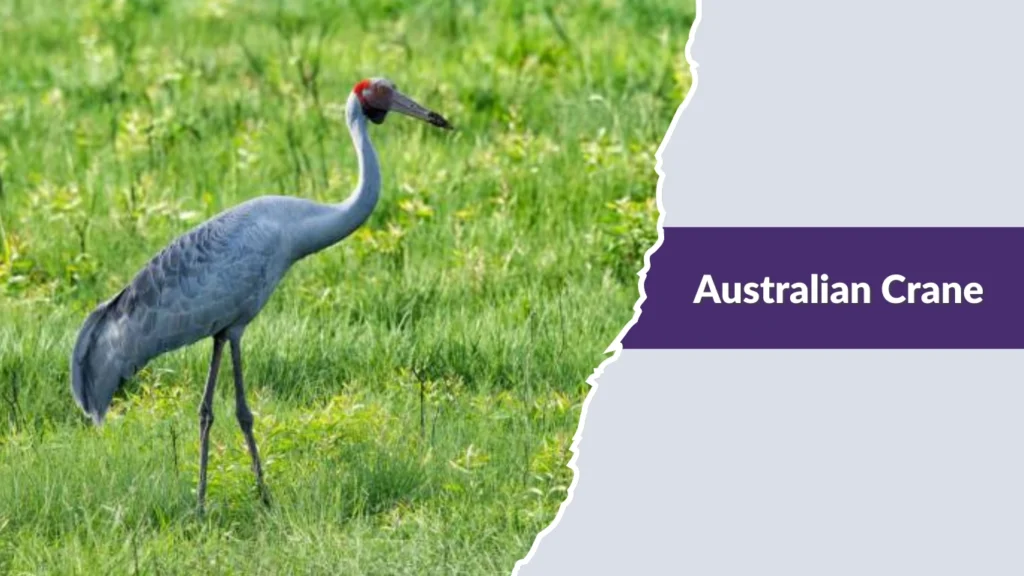 Australian Crane
