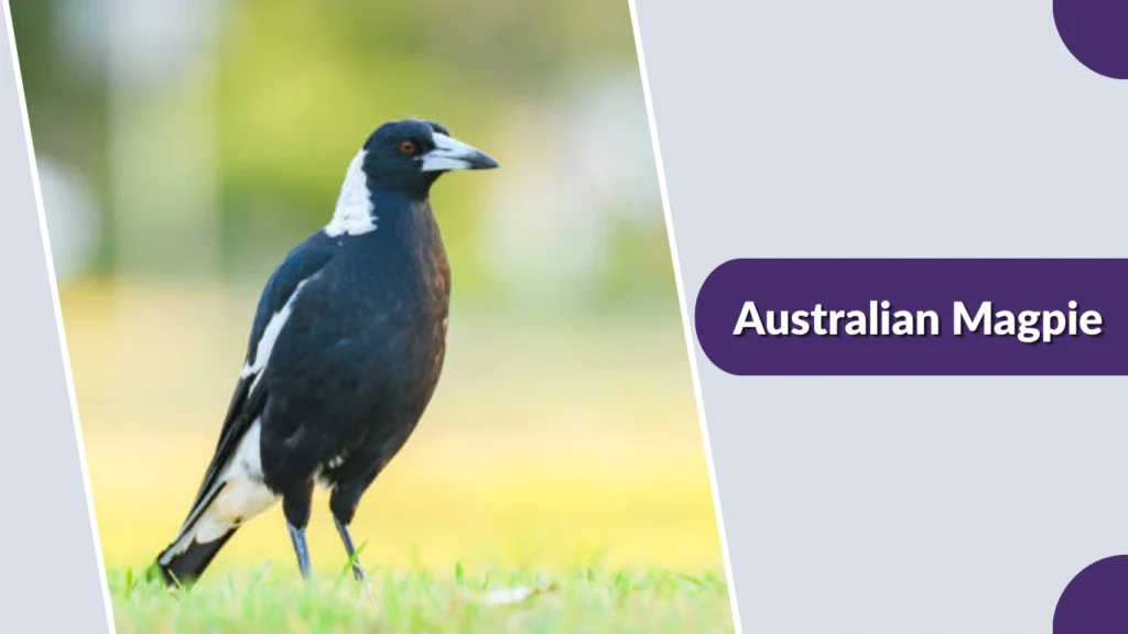 Australian Magpie