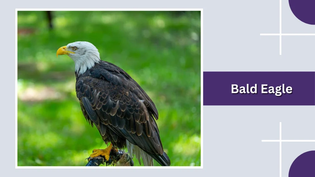 Bald Eagle