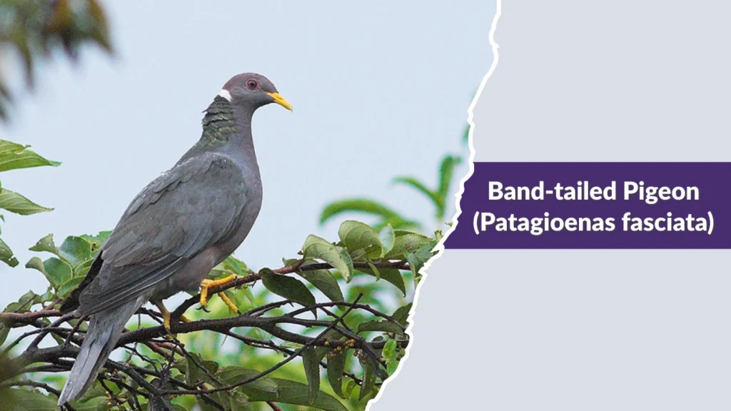 Band-tailed Pigeon (Patagioenas fasciata)