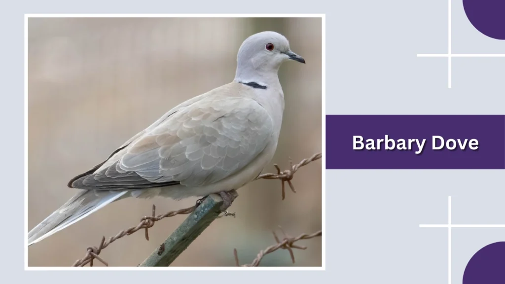 Barbary Dove