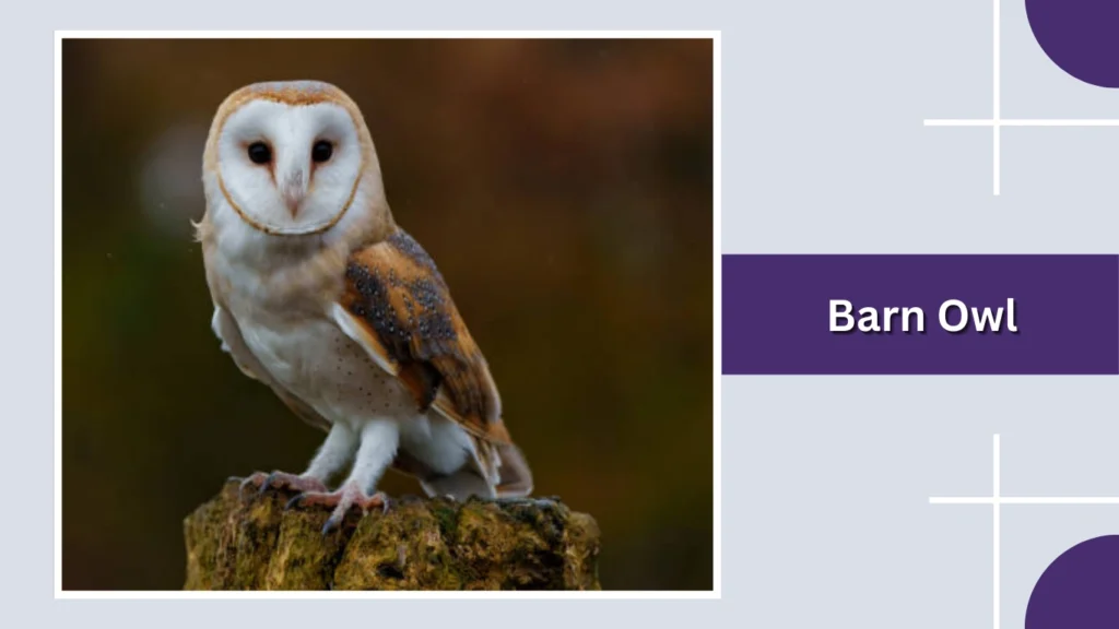 Barn Owl