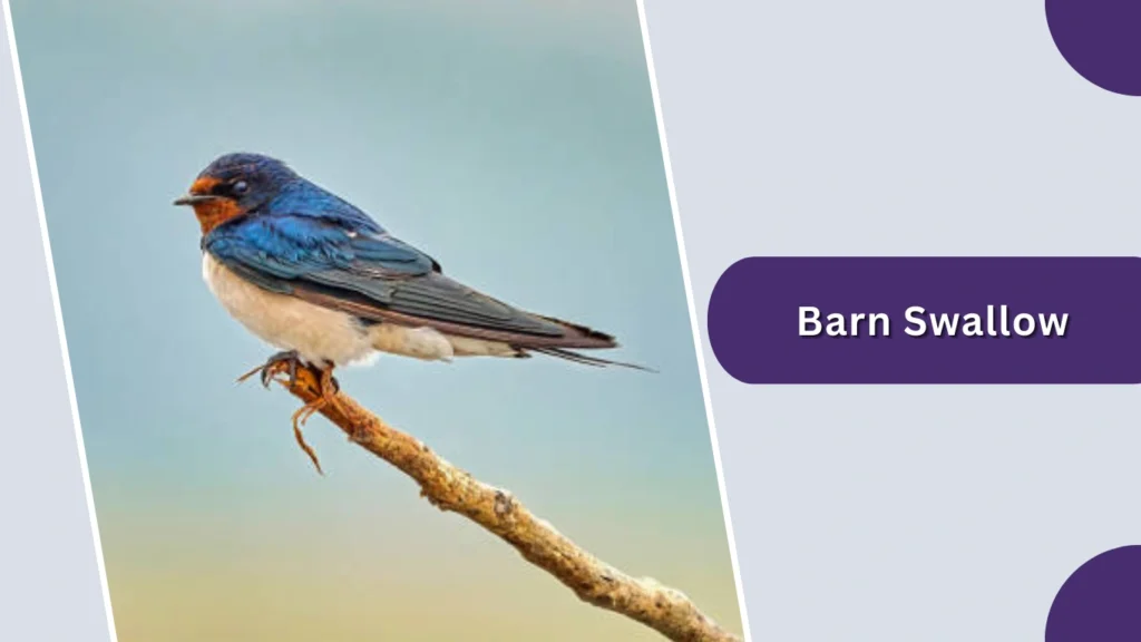 Barn Swallow