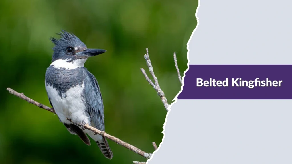 Belted Kingfisher