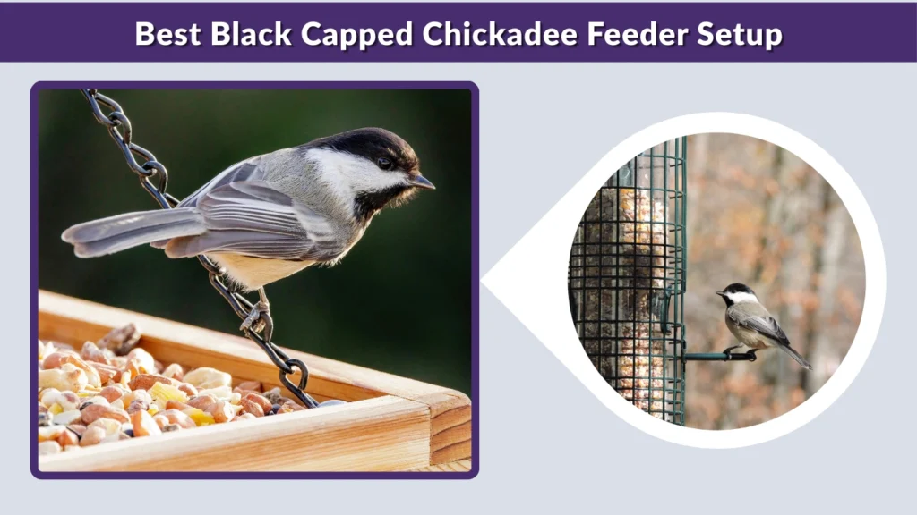 Best Black Capped Chickadee Feeder Setup