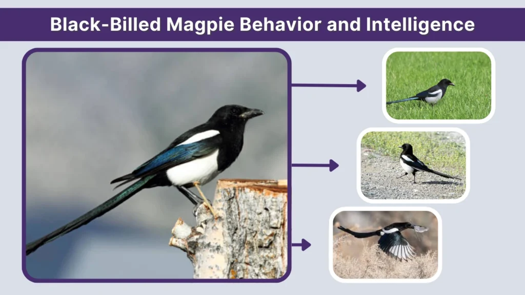 Black-Billed Magpie Behavior and Intelligence
