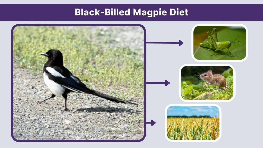 Black-Billed Magpie Diet