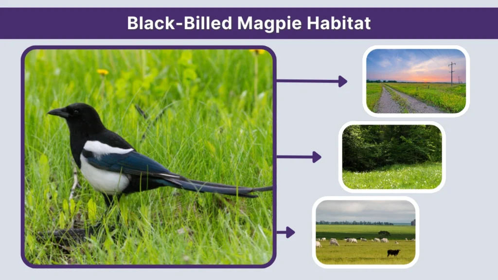 Black-Billed Magpie Habitat