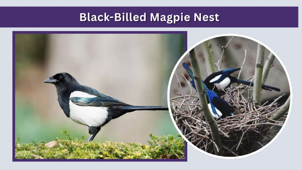 Black-Billed Magpie Nest