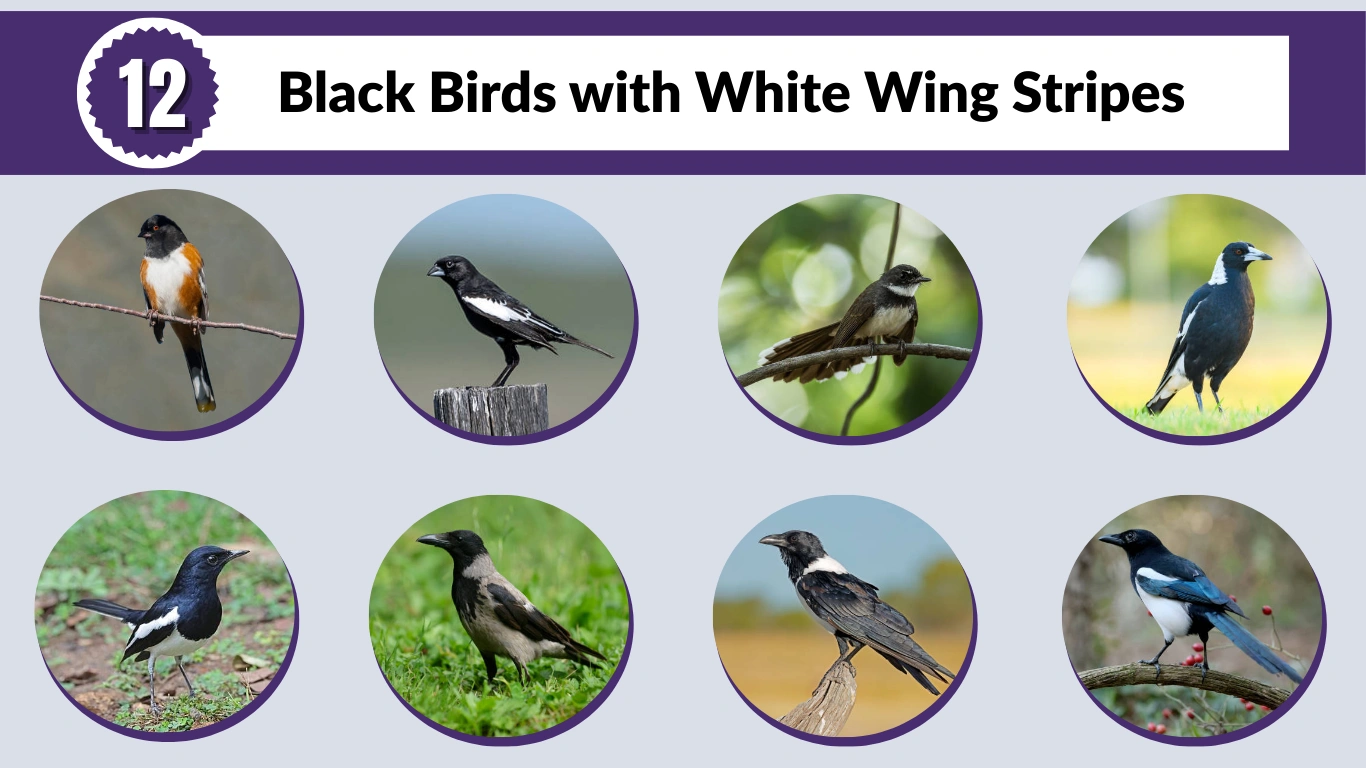 Black Birds with White Wing Stripes: A Visual Guide 