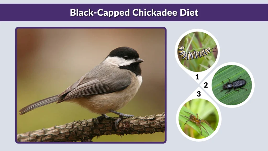 Black-Capped Chickadee Diet