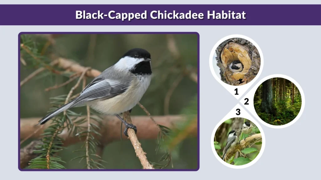 Black-Capped Chickadee Habitat
