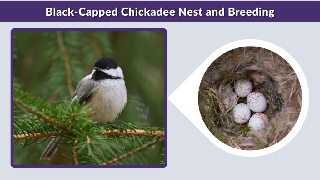 Black-Capped Chickadee Nest and Breeding