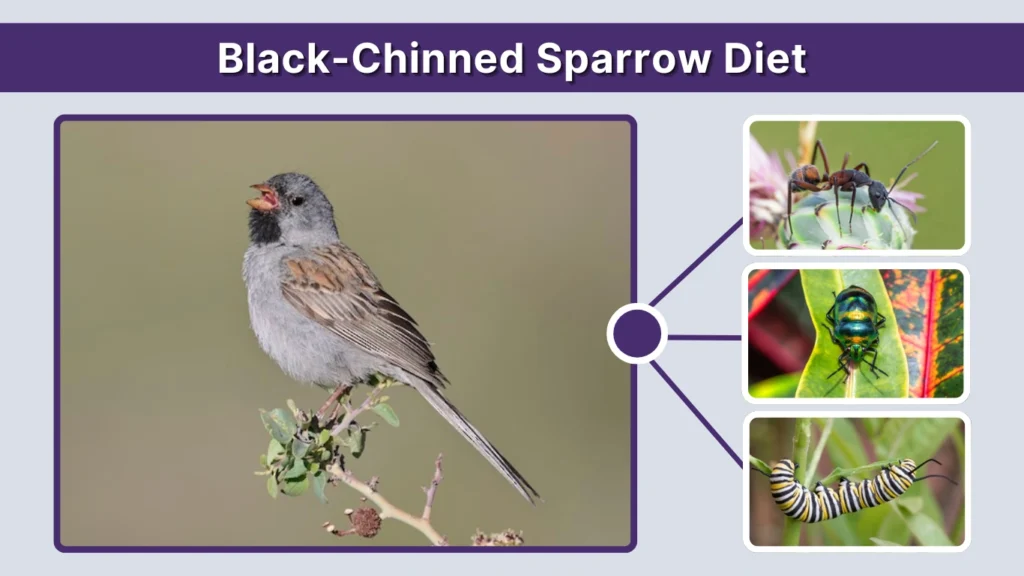 Black-Chinned Sparrow Diet