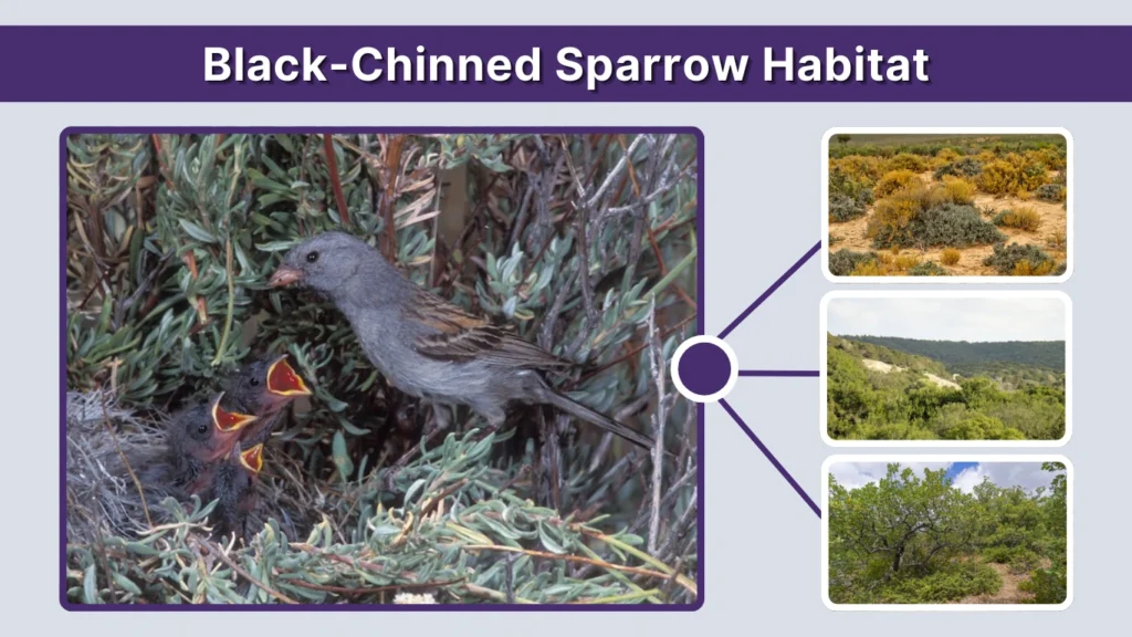 Black-Chinned Sparrow Habitat