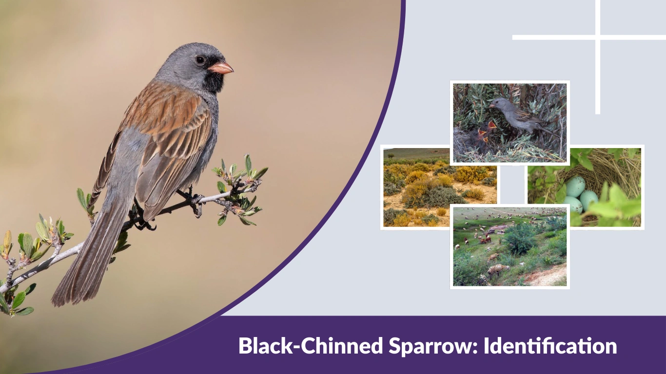 Black-Chinned Sparrow Identification, Habitat, and Behavior Guide