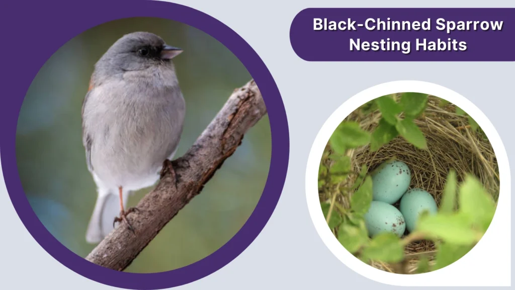 Black-Chinned Sparrow Nesting Habits