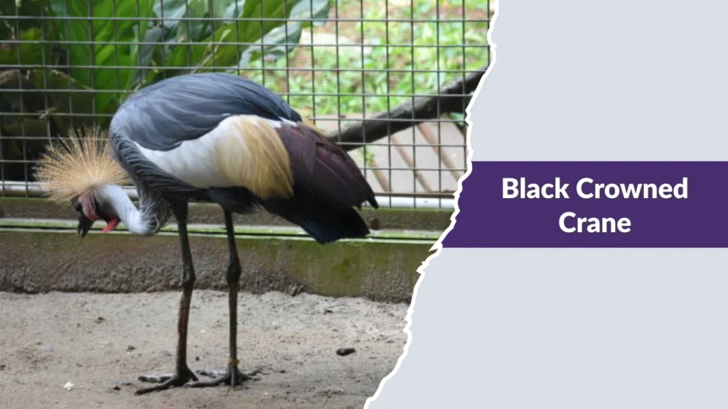 Black Crowned Crane