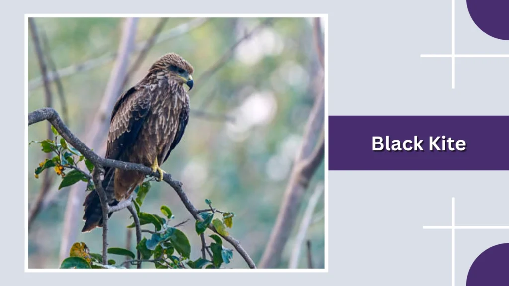 Black Kite