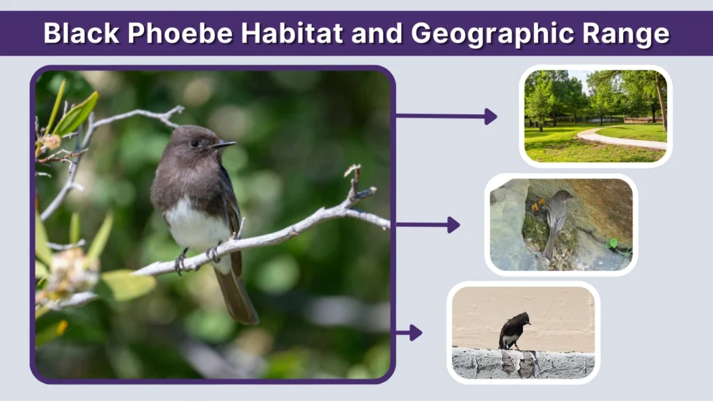 Black Phoebe Habitat and Geographic Range
