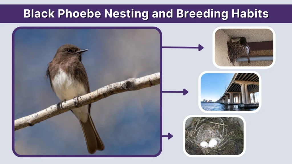 Black Phoebe Nesting and Breeding Habits