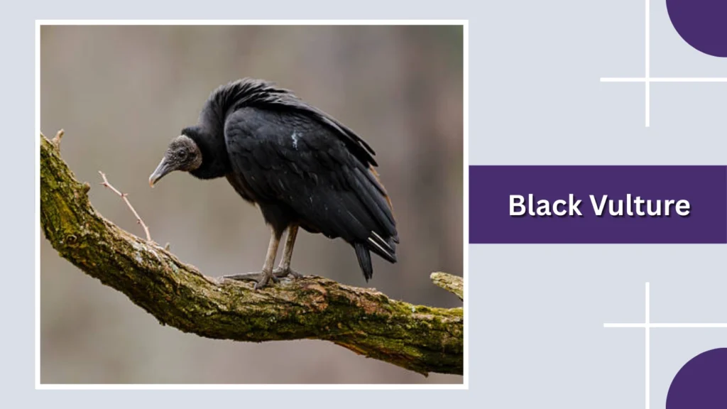 Black Vulture