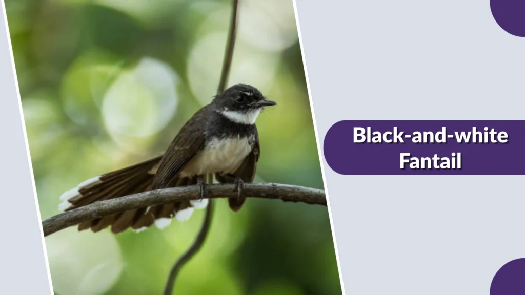Black-and-white Fantail