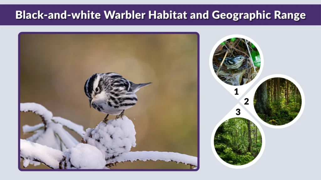 Black-and-white Warbler Habitat and Geographic Range