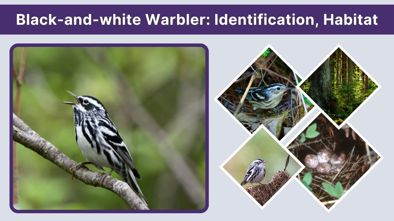 Black-and-white Warbler Identification, Habitat & Behavior Guide