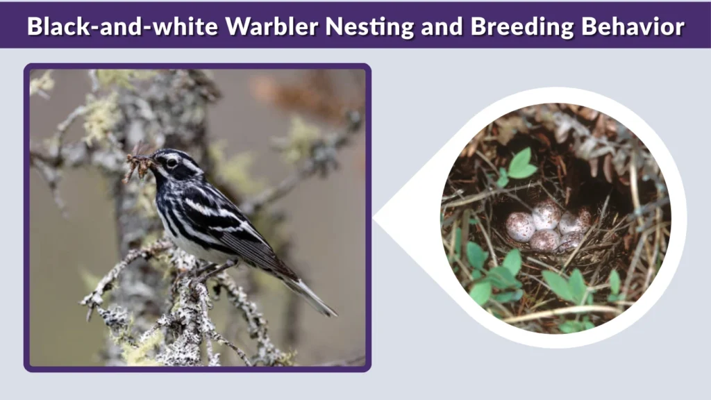 Black-and-white Warbler Nesting and Breeding Behavior