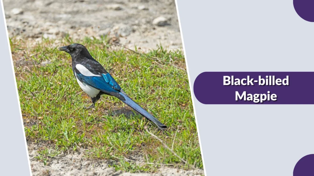 Black-billed Magpie
