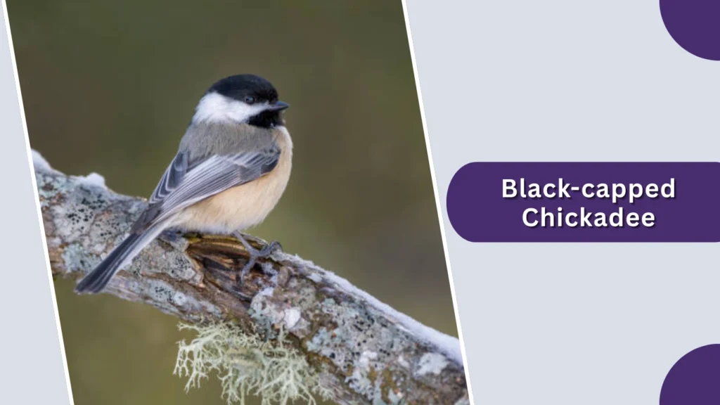 Black-capped Chickadee
