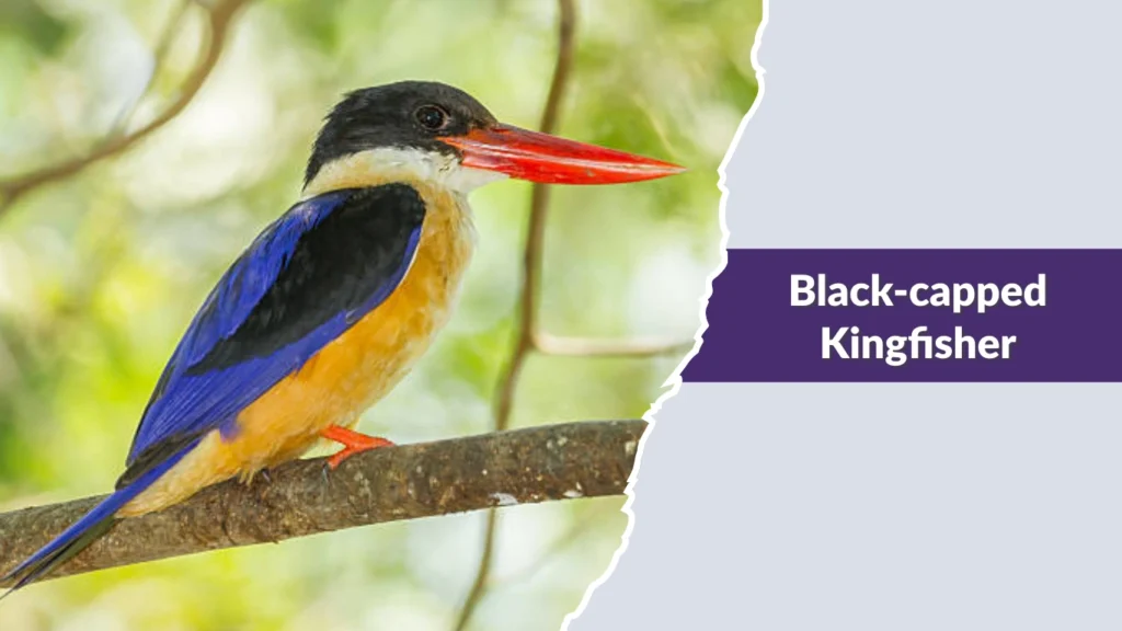 Black-capped Kingfisher