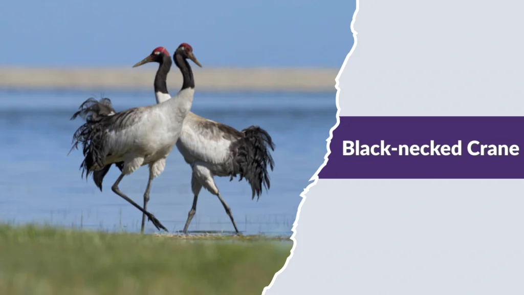 Black-necked Crane