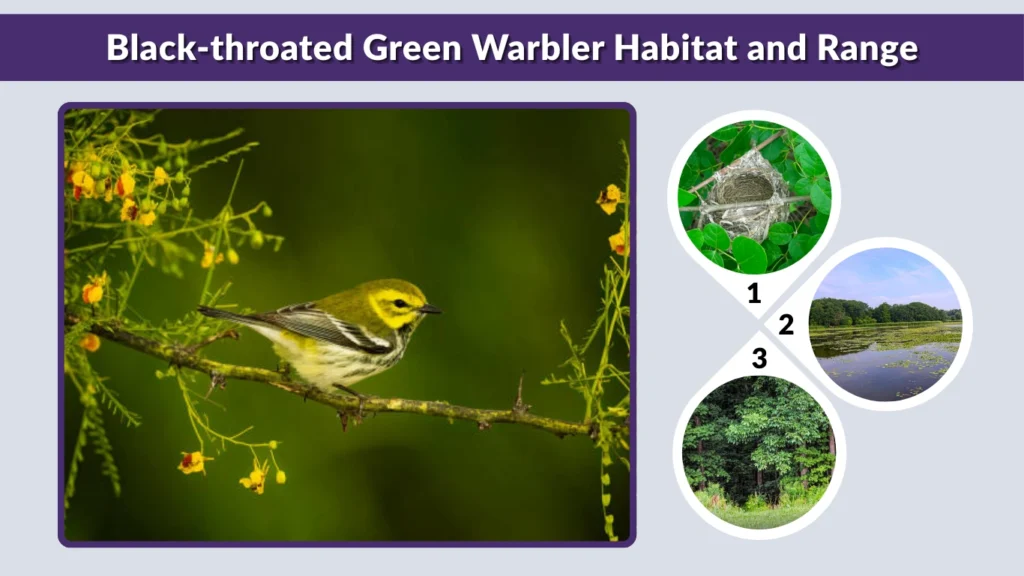 Black-throated Green Warbler Habitat and Range