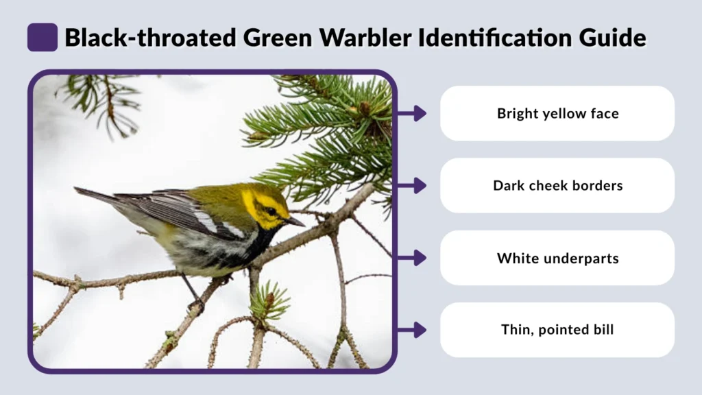 Black-throated Green Warbler Identification Guide