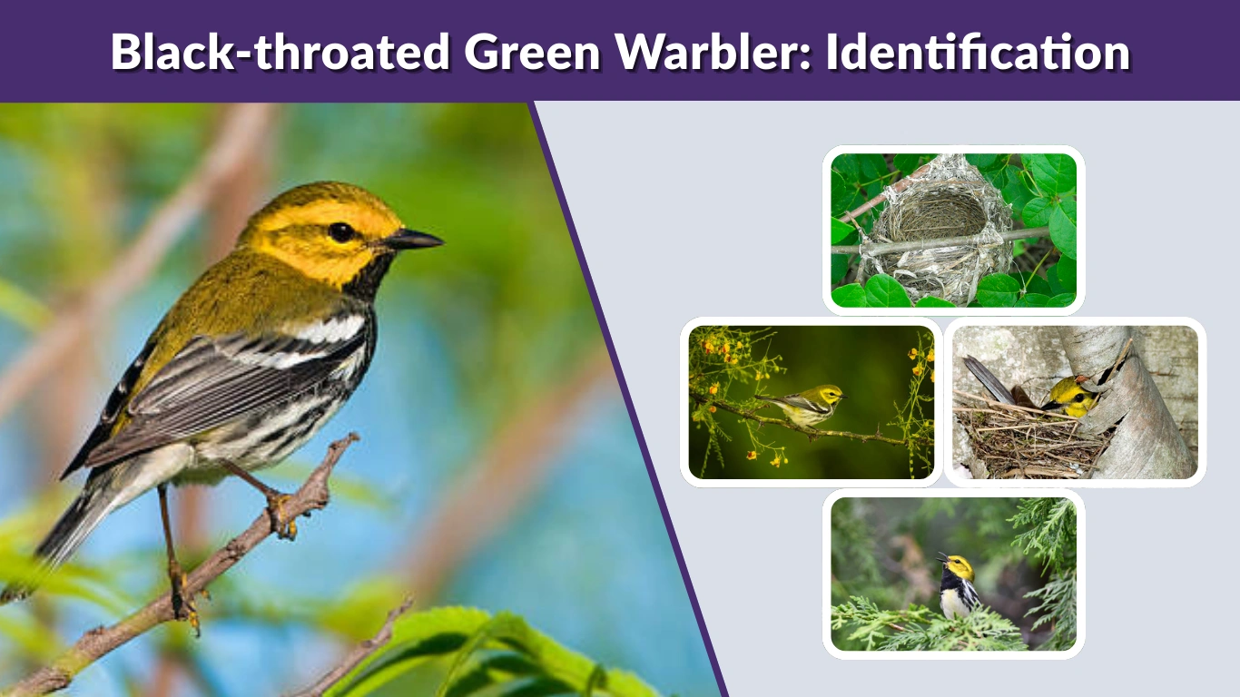 Black-throated Green Warbler: Identification, Habitat & Migration